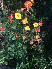 Streptosolen