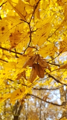 Carpinus betulus