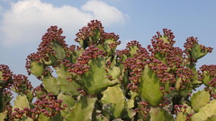 Euphorbia antiquorum
