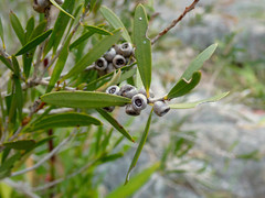 Melaleuca paludicola