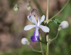 Trichostema arizonicum