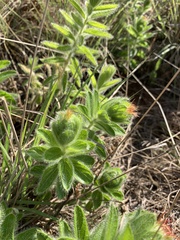 Acalypha caperonioides galpinii