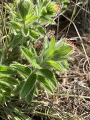 Acalypha caperonioides galpinii