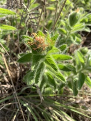 Acalypha caperonioides galpinii