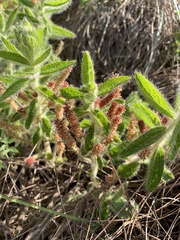 Acalypha caperonioides galpinii