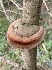 Fomitiporia hippophaeicola