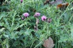Cirsium arvense