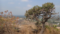 Euphorbia antiquorum