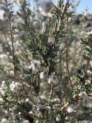 Syncolostemon eriocephalus