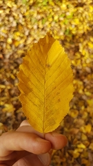 Carpinus betulus
