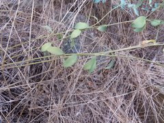 Euphorbia schizoloba
