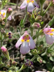 Craterostigma wilmsii