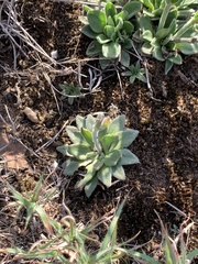 Craterostigma wilmsii