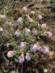 Craterostigma wilmsii