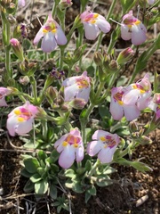 Craterostigma wilmsii