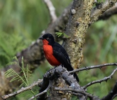 Laniarius erythrogaster