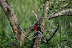 Laniarius erythrogaster