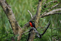 Laniarius erythrogaster