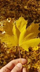 Acer platanoides