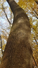 Acer platanoides