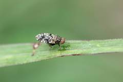 Homoneura euaresta