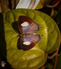 Horaga onyx