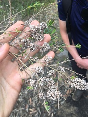 Eremococcus pirogallis