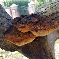 Inonotus hispidus