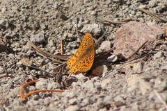 Speyeria egleis