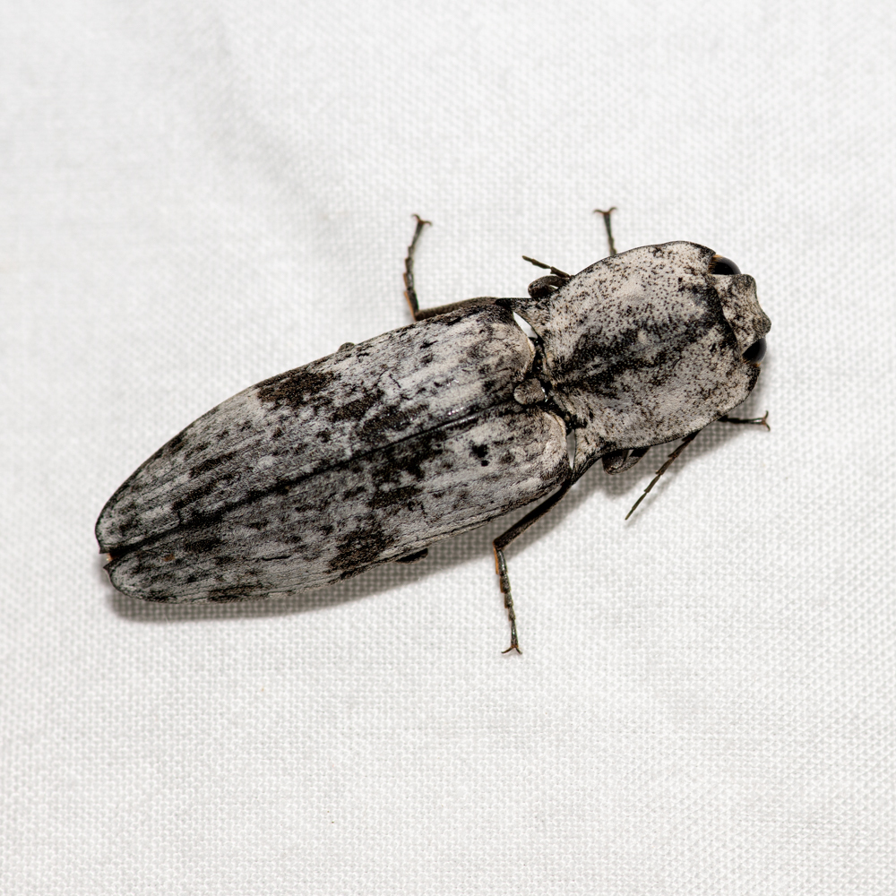 Cryptalaus murinus