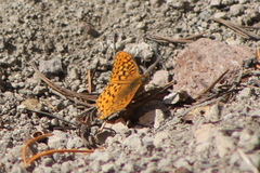 Speyeria egleis