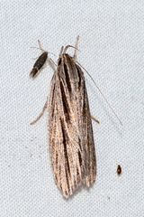Leistarcha