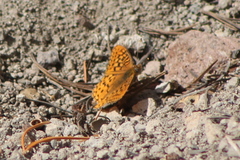 Speyeria egleis