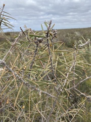 Hakea repullulans