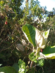Miconia formicosetosa