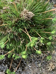 Psammotropha myriantha