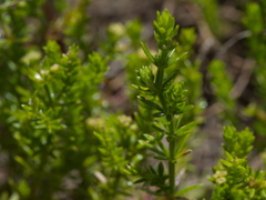 Asperula scoparia