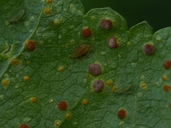 Aphis umbrella
