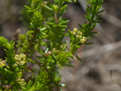 Asperula scoparia