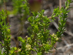 Asperula scoparia