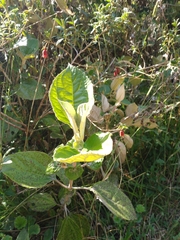 Miconia formicosetosa