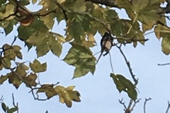 Aegithalos caudatus
