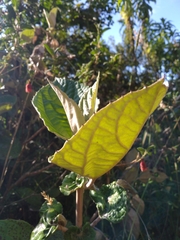 Miconia formicosetosa