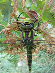 Aeshna cyanea