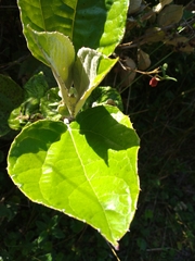 Miconia formicosetosa