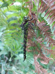 Aeshna cyanea