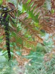 Aeshna cyanea