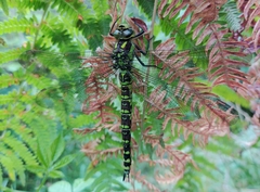 Aeshna cyanea
