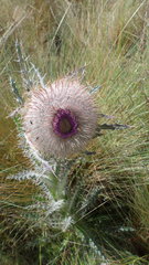 Cirsium nivale