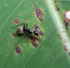 Polyrhachis